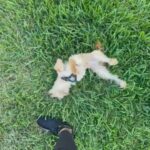 Meet Simba - Pomeranian/Poodle Mix in Miami Shores, Florida