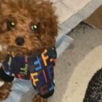 FENDI in Queens, New York