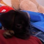Pug/beagle in San Diego, California