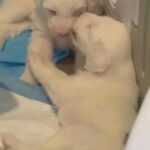 OLD ENGLISH SHEEPDOGS !!! ? in Springville, Utah
