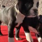 Boston Terrier in Palmdale, California