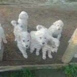 Great Pyrenees p8 in Delano, California