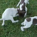 German Shorthaired pointers in Eagle Mountain, Utah