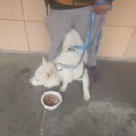 1yr purebreed husky boy $500 NOT fixed  bklyn n.y in New York City, New York