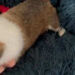 Akc Pembroke Welsh Corgi in Grove City, Ohio