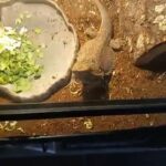 Female Bearded Dragon in Las Vegas, Nevada