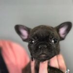 Available 7 Week Old French Bulldog Puppies in Moreno Valley, California