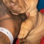 Chinese shar-pei in Westland, Michigan