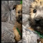 Soft Coated Wheaten Terrior in Quincy, Illinois