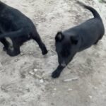 "Belgian Malinois Puppies For Sale !! " in Arizona City, Arizona