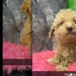 F1B Goldendoodles in Quincy, Illinois