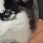 Husky for sale in Bakersfield, California