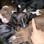 Pittie in San Diego, California
