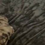 Black Merle Female in Apple Valley, California