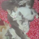 Kittens in Long Beach, California