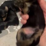 Yorkie AKC in Tucson, Arizona