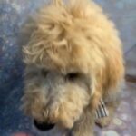 Mugsy Goldendoodle Pup in St. Louis, Missouri