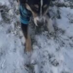 Onyx Australian Shepherd in Brighton (Township), Michigan
