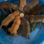 XL Bullies…6 Weeks And Almost Ready For Forever Homes!!! in Mableton, Georgia