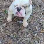 AKC English bulldog in Fort Worth, Texas