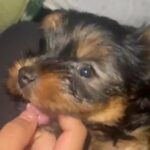 Toy Yorkie Baby Boy in Rancho Cucamonga, California