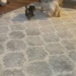 Female Toy Yorkie in Rancho Cucamonga, California