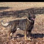 AKC Male German Shepherd Max in Poplar Bluff, Missouri