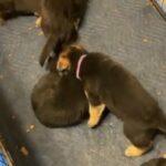 AKC Registered, King Shepherd, 7 Weeks Old in Oklahoma City, Oklahoma