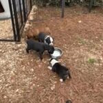 Akc Boxer Puppies in Macon, Georgia