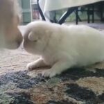 Female pomeranian pup in Baytown, Texas
