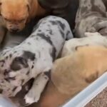 American Bully Puppies in Chicago, Illinois