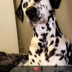 Dalmatian Puppies in Santa Rosa, California