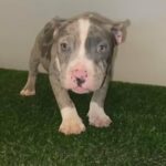 Blue Merle Pocket Female in Cincinnati, Ohio