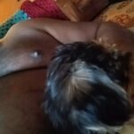 Shih tzu yorkie mix in Toledo, Ohio