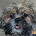 12 week old puppies ready to go home in Oakdale, California