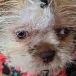 liver shih tzu and Yorkie mix in Oakdale, California