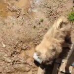 Shorkies having a little fun in Oakdale, California