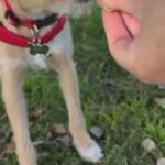 Minnie Puppy: 0-12 months, Female, Podengo Portugueso in New York City, New York