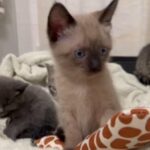 Beautiful Pure Breed Siamese in Queens, New York