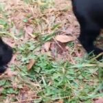 German Shepherd Mixed Doberman puppies in Spartanburg, South Carolina