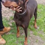Loving 2yr old Doberman in Grand Prairie, Texas