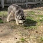 Black And White Wooly Husky in Dallas, Texas