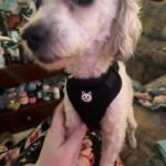 Toy poodle Male For Sell Or Stud in Gatesville, Texas