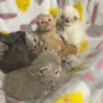 Lunas Persians in San Angelo, Texas