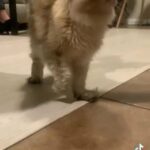British LongHair in New York City, New York