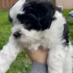 Malshi PUPPY in Los Angeles, California