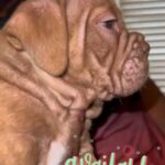Micro Bully Puppies Available in Indianapolis, Indiana