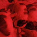 st.bernard puppies in Philadelphia, Pennsylvania