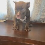 Chocolate White American Bully in Louisville, Kentucky