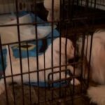 ? MALTIPOO PUPPIES ? in Detroit, Michigan